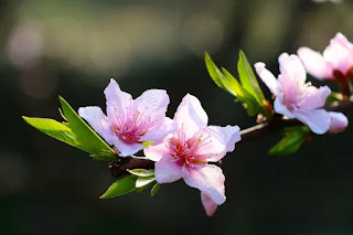 Peach blossom photo