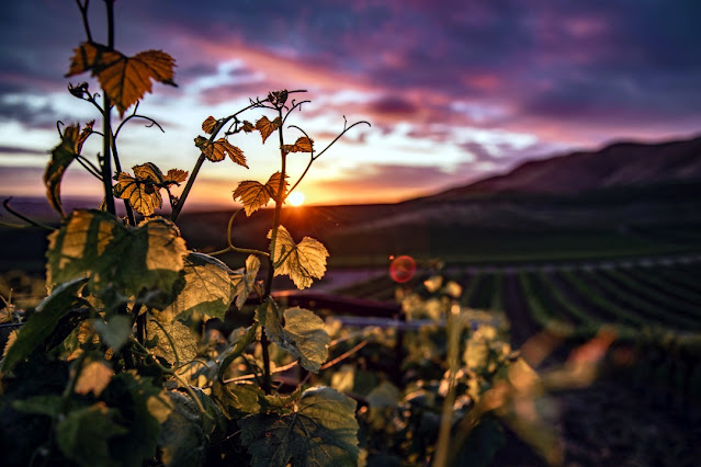 Weinreben in der Abendsonne