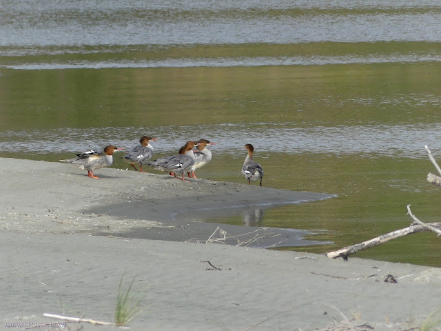 brown headed water fowl