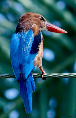 "White-throated Kingfisher - sitting on a wire overlooking bthe stream below."
