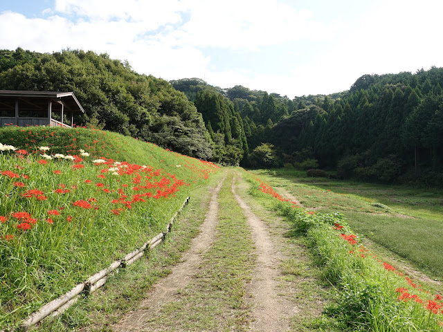 上淀廃寺跡のヒガンバナ（彼岸花）