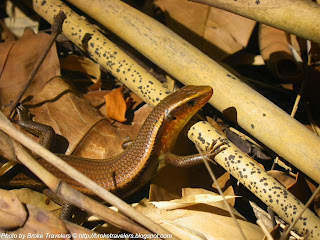 lizard in jungle