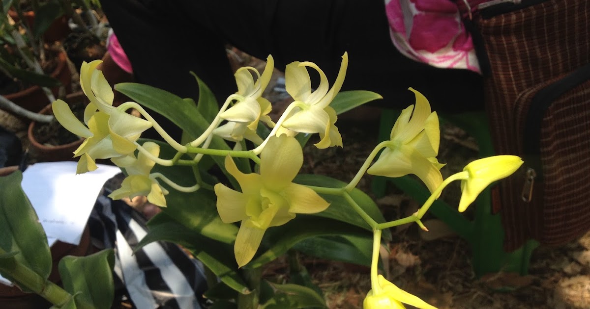  BUNGA  ANGGREK  Anggrek  Bunga  anggrek  Orchid Anggrek  