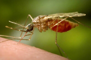 A new method for preventing malaria