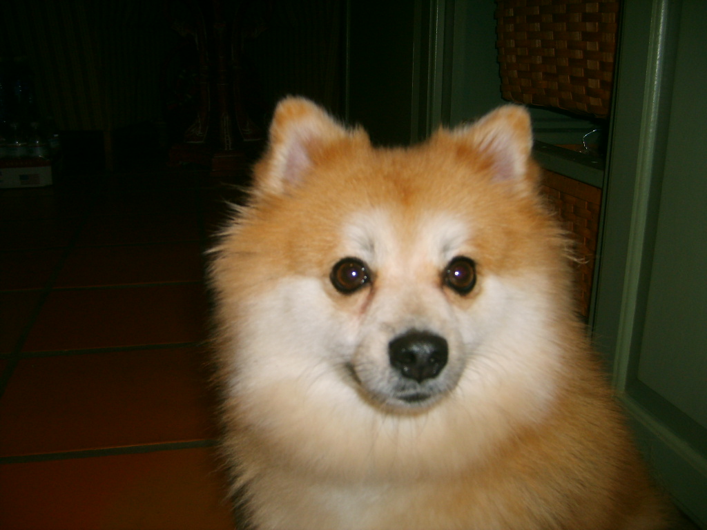 Pomeranian's Are Just Too Cute To Poop!