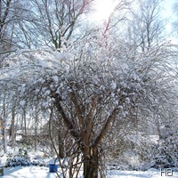 Schnee © H. Brune