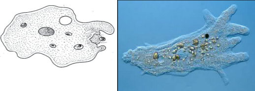 21+ Protozoa Membelah Diri, Percantik Hunian!