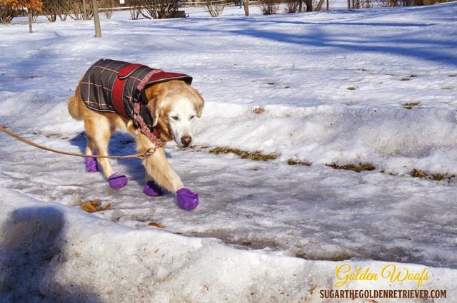 Winter Pet Safety for Outdoor Pets