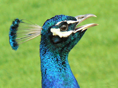 Lovely Peacock allfreshwallpaper