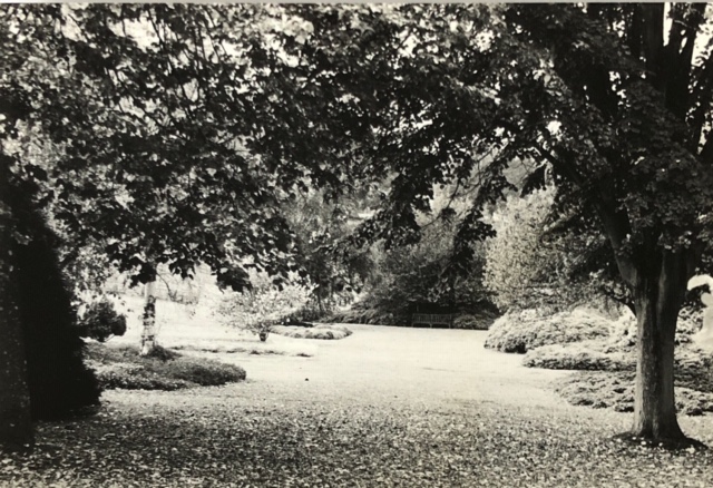 Black and White Woods and Trees