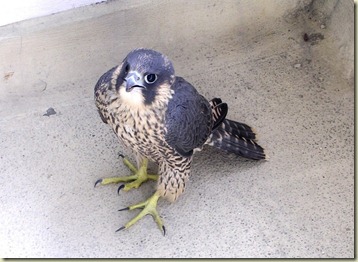 Peregrine juv stranded
