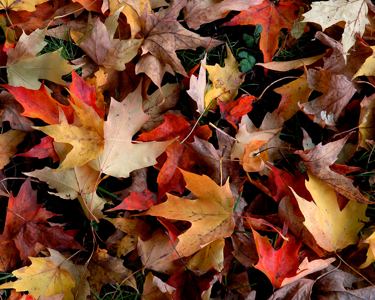 Autumn desktop themes search results from Google