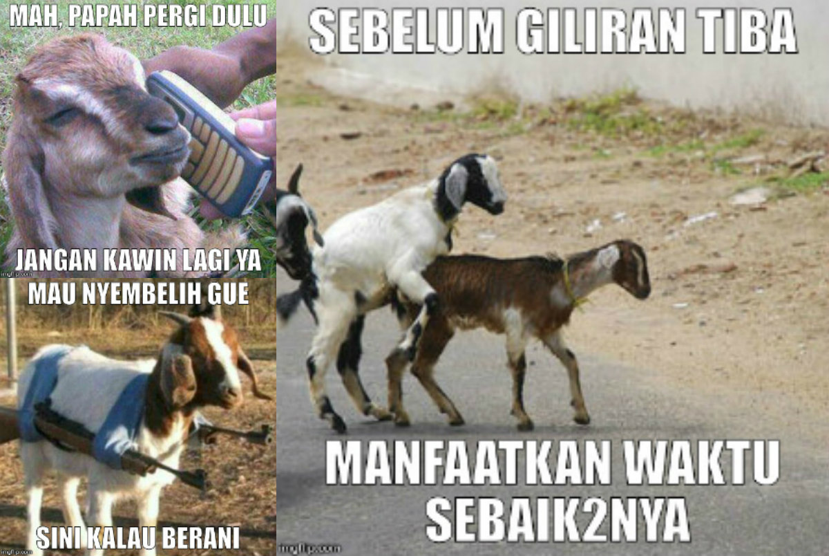 Gambar Meme Lucu Qurban Keren Dan Terbaru DP BBM Lucu Kocak Dan Gokil