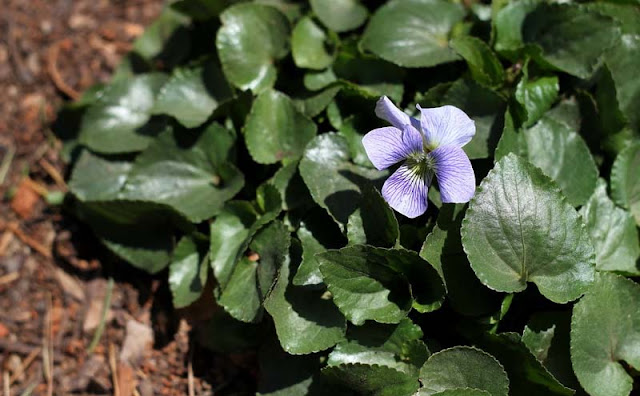 Labrador Violet Flowers