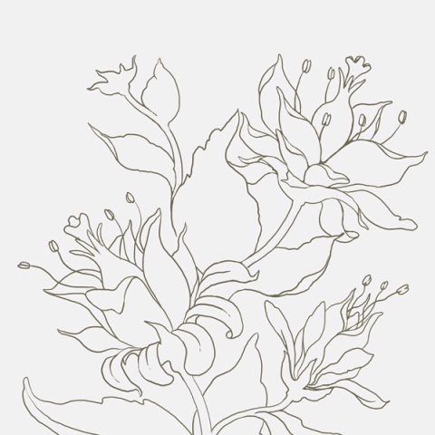 Pictures Of Flowers You Can Color