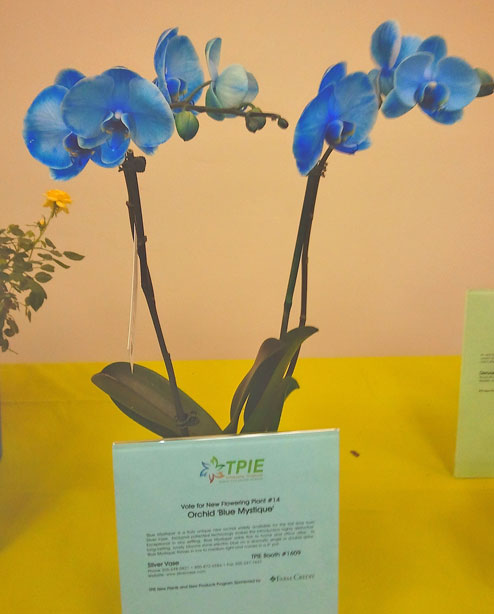 blue orchid summer wedding