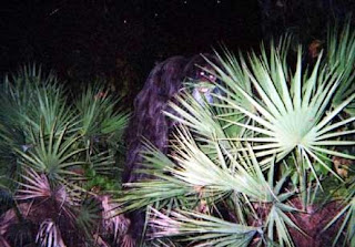 Mayakka Skunk Ape   