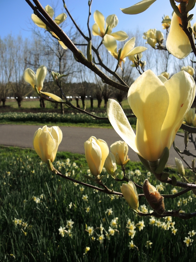 Antwerpen: de Magnoliaroute in het Rivierenhof