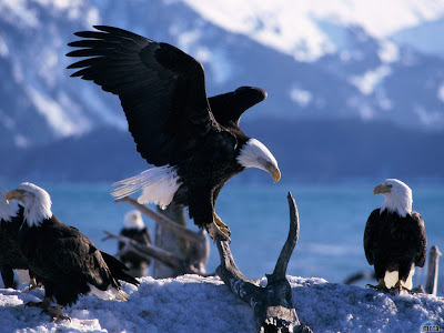 Wallpaper Of Eagle. Cool Eagle Wallpaper