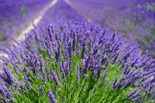 Lavanda Para Colon Irritable