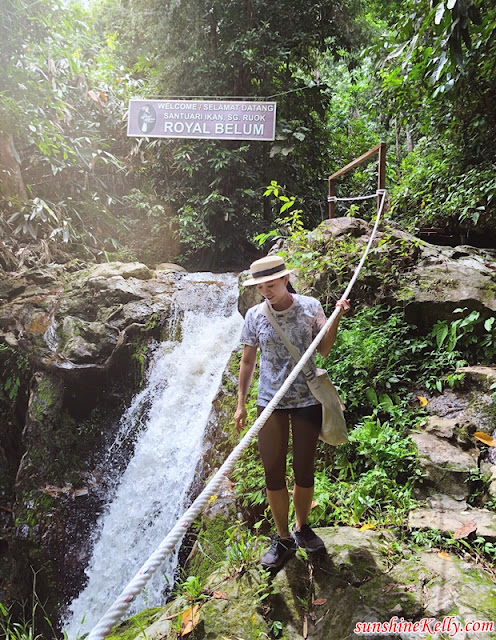 Belum Forest Friends, Belum Conservation Malaysia, Belum Rainforest Resort, Pulau Banding, Perak, Sungai Rouk, Sungai Rouk Waterfall, kampung semalor, medang tree, i-Play, Toy Library, Royal Belum State Park, oldest rainforest in the world, travel, 