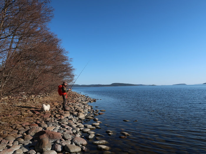 Havsöringsfiske Örbsköldsvik