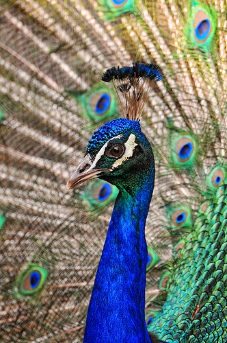 90 Gambar Foto Burung Peliharaan Tercantik dan TerKeren 