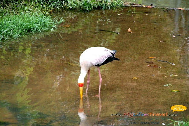 Kuala Lumpur Bird Park