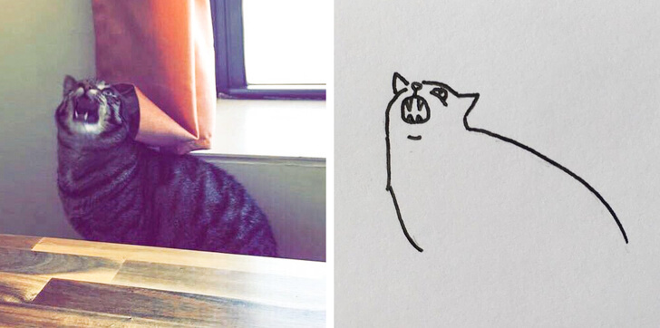 19 Hilarious Pictures Of Cats Being Cats