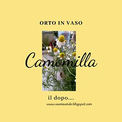 orto-in-piccoli-spazi-camomilla-e-coltivazione-in-vaso-ne-vale-la-pena