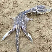 Bangkai haiwan misteri terdampar di tepi pantai didakwa anak raksasa 'Loch Ness'