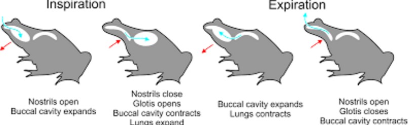 Sistem Pernapasan  Unik Pada Katak Dan Contoh Gambarnya 