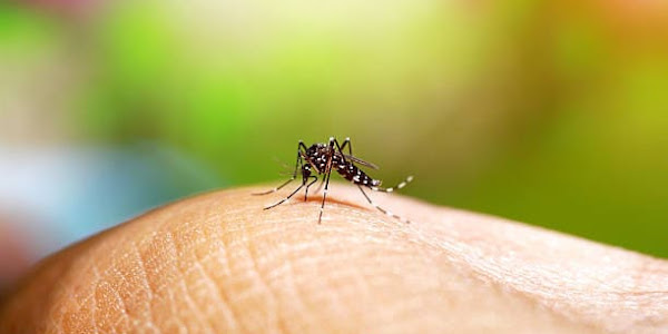 Don't be afraid of the dengue mosquito