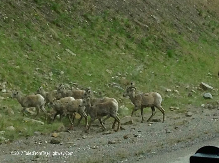 3a Dall Sheep