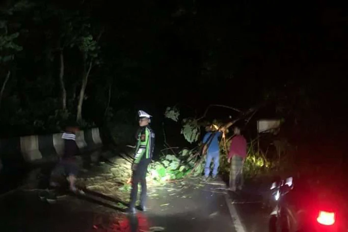 Pohon tumbang di geurutee