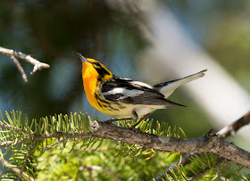 Blackburnian Warbler - Hulbert Bog, Michigan, USA