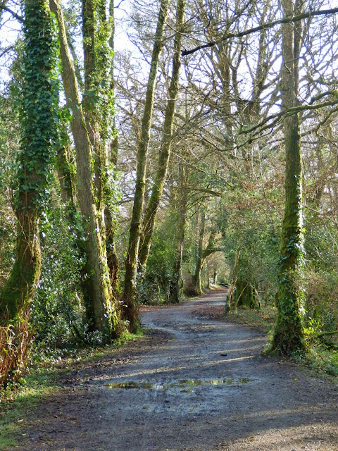 Woods at Pentewan, Cornwall