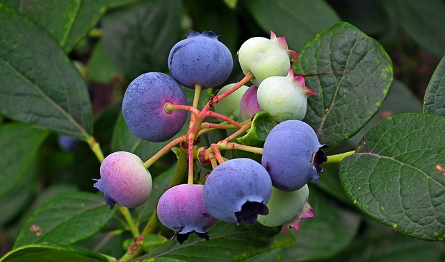 gambar buah bilberry