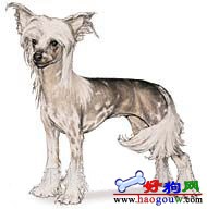 狗的种类 玩赏犬 中国冠毛犬 Chinese Crested 狗的种类 玩赏犬 中国冠毛犬 Chinese Crested
