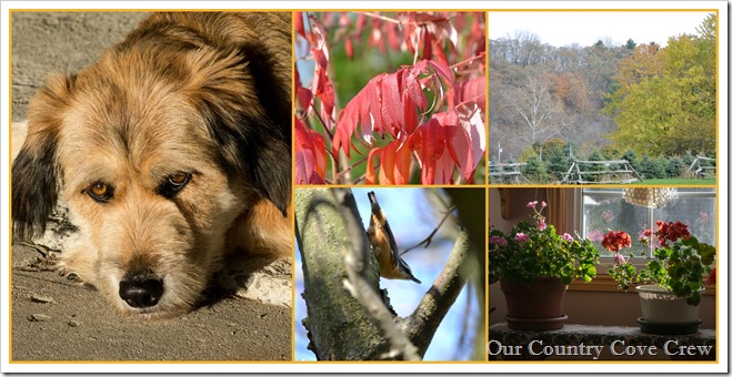 Fall header 2013PicMonkey Collage