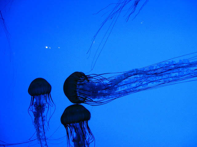 Jellyfish at the Boston Aquarium