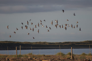 Ringed Plover and Dunlin