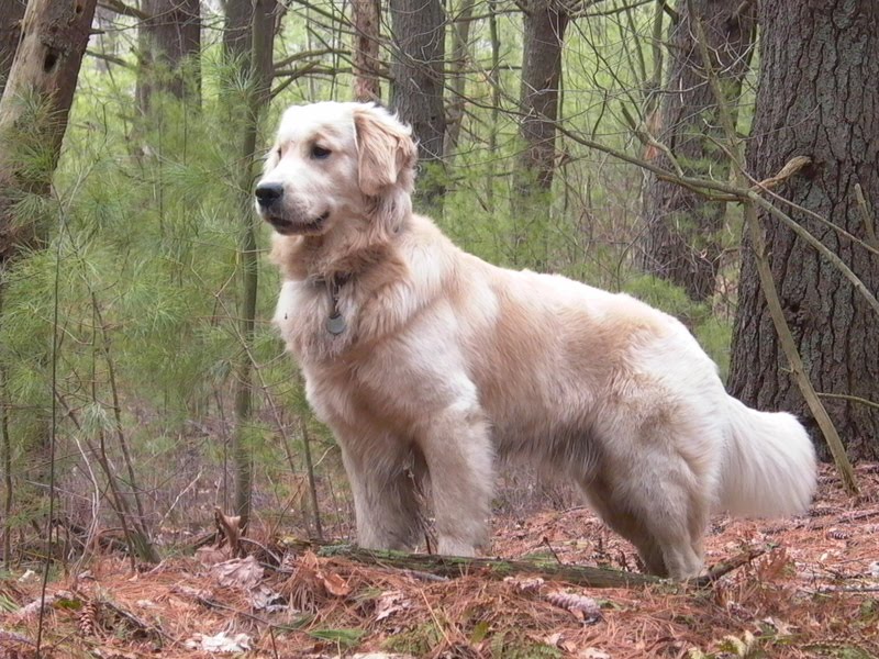 golden retriever dog breed. Golden Retriever is a dog