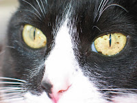 Winnie's eyes - 08 Jan 2008. 