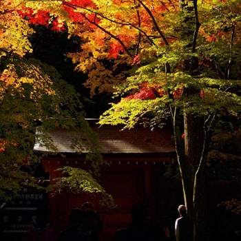 sanzen ig holydog