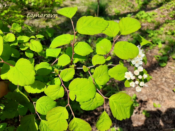 Смотрите также тему:  Спирея уссурийская / Таволга уссурийская (Spiraea ussuriensis)