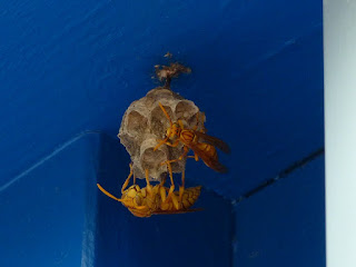 Polistes olivaceus - Guêpe jaune de la Réunion