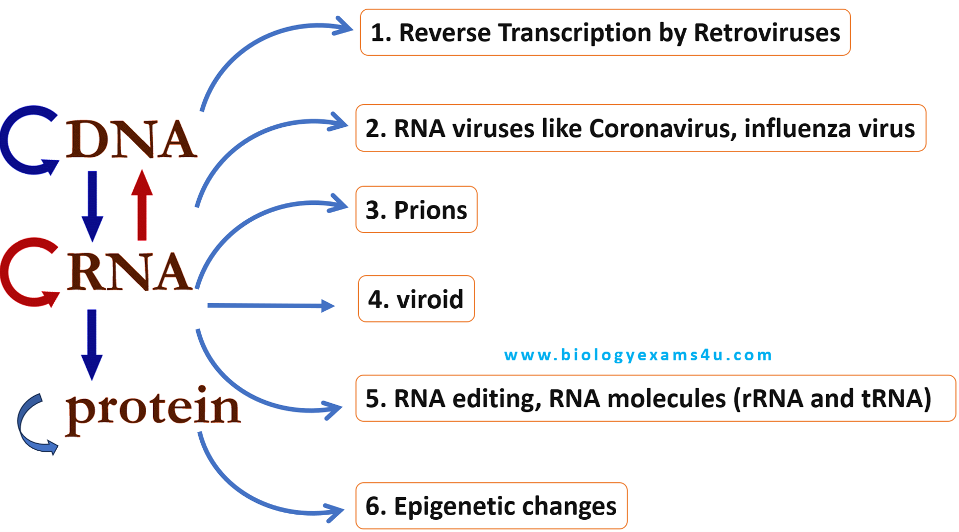 8 Exceptions to The Central Dogma of Molecular biology