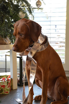 Vizsla Weihnachten 2