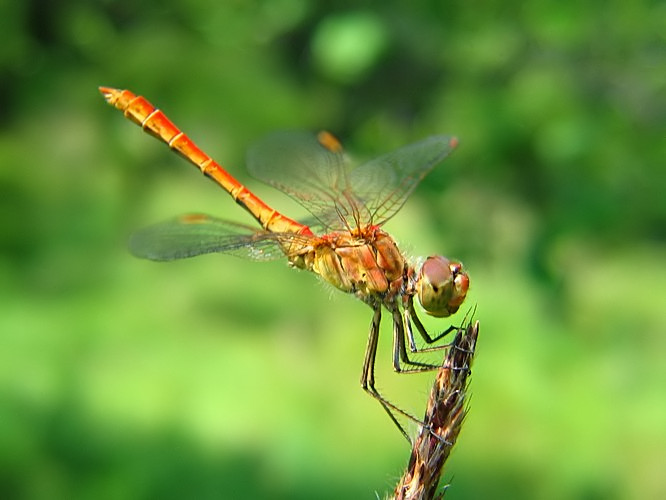 Amazing Dragonfly Insect Dragonfly Facts Images